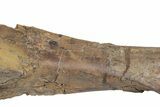 Fossil Hadrosaur (Edmontosaurus) Femur - South Dakota #211084-6